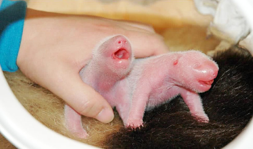 Newborn pink baby panda